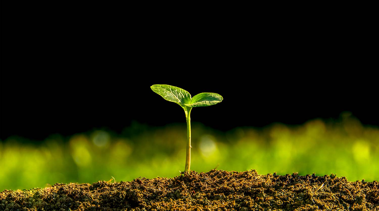 Seedling GWCFRI